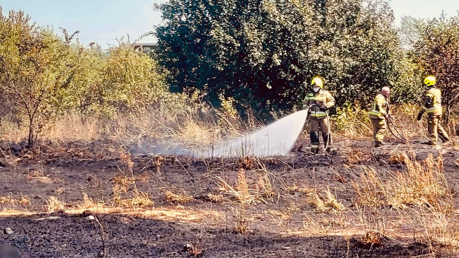 Susza, żniwa i pożary! Interwencja straży pożarnej przy ul. Świętokrzyskiej w Kaliszu [FOTO]