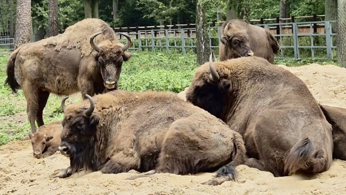 Dzień otwarty w Pokazowej Zagrodzie Zwierząt w Gołuchowie. To jedyna taka okazja!
