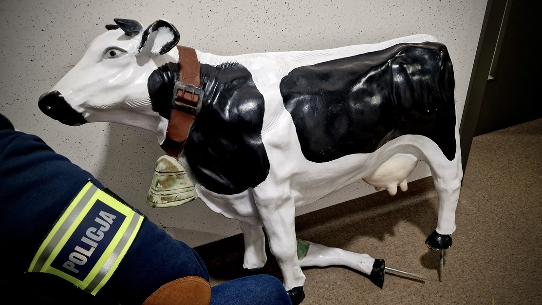 Kalisz. Spod mleczarni skradziono… cielaka! Sprawcę gwałtownie zatrzymano, „zwierzę” odzyskano