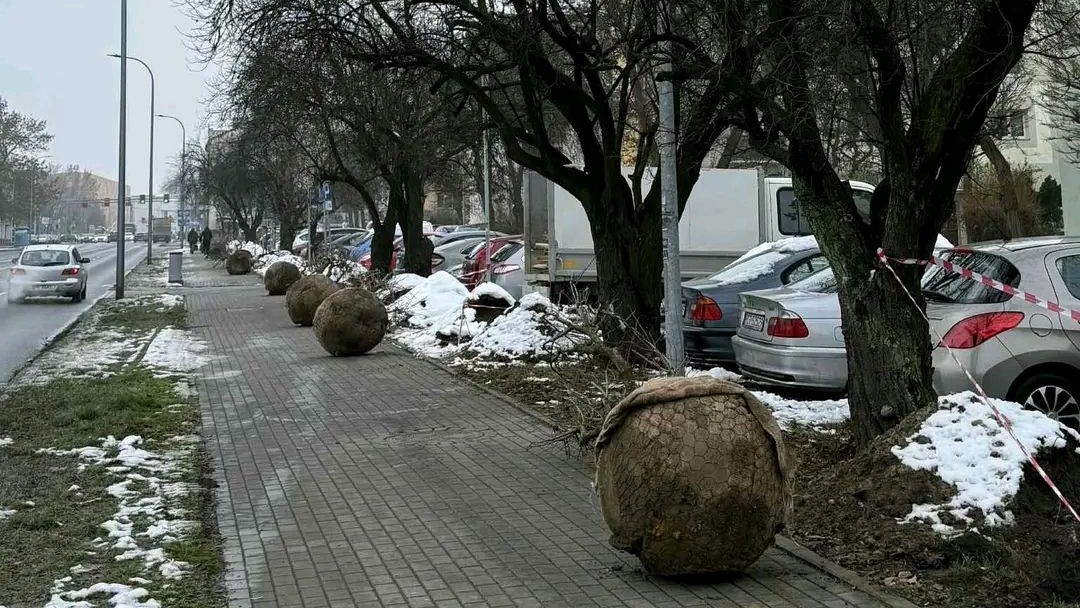 Drzewa niezgody przy ul. Górnośląskiej. „Prosimy o konsultacje, których nie ma…”