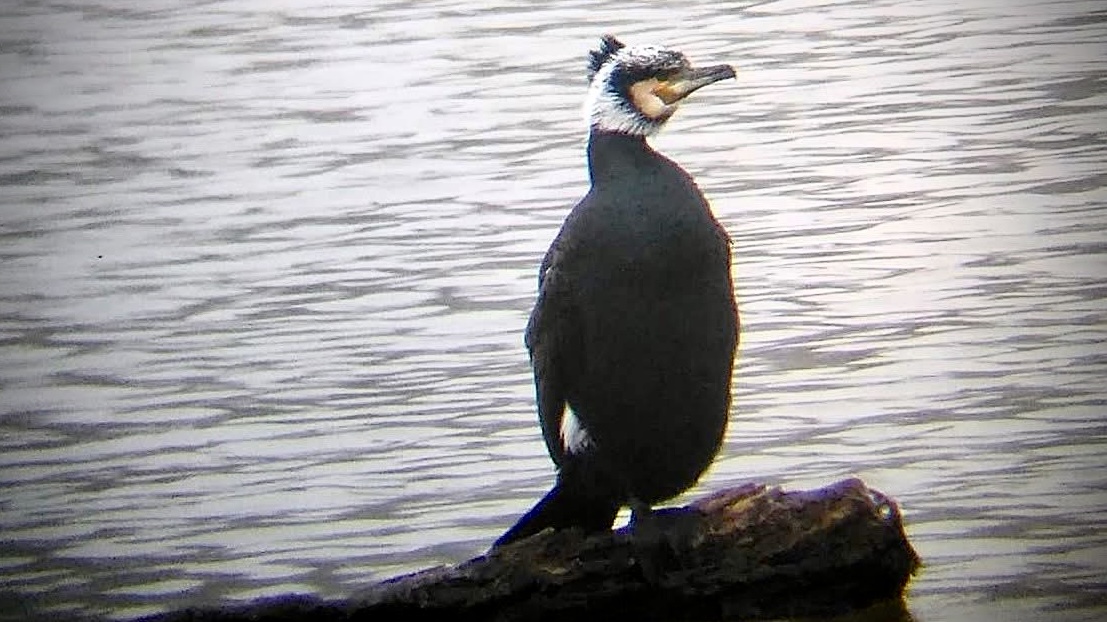 Kormorany coraz liczniejsze na kanałach Prosny